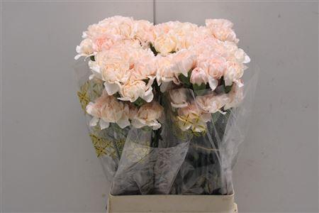 <h4>Di St Lizzy</h4>