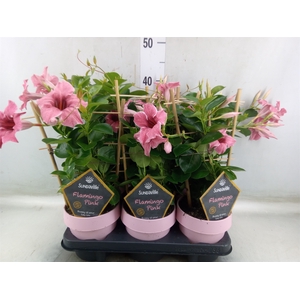 Mandevilla  'Sundavil Flaming Pink'