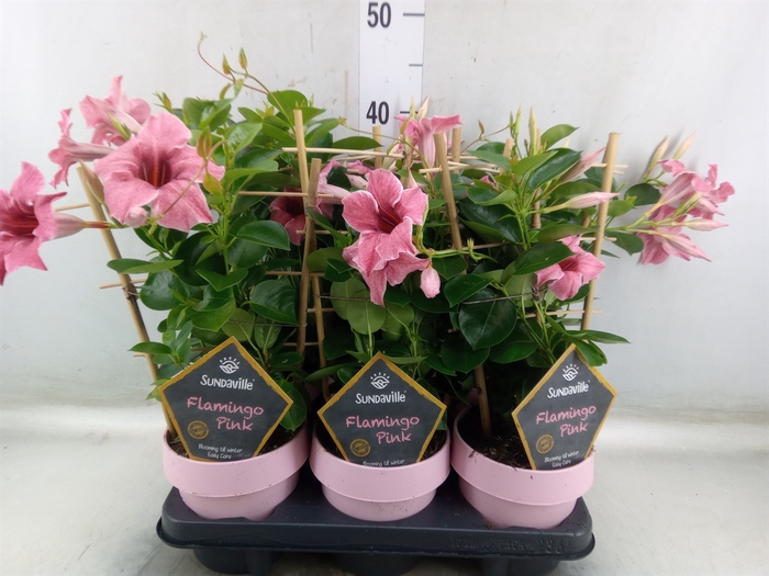 <h4>Mandevilla  'Sundavil Flaming Pink'</h4>