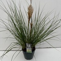 Cortaderia sell. 'Mini Pampas'