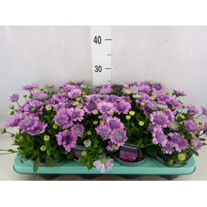 Osteospermum  '3D Pink'