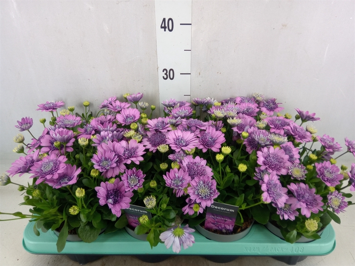 <h4>Osteospermum  '3D Pink'</h4>