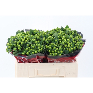 Hyp Lucky Rom 50cm