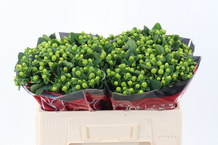 <h4>Hyp Lucky Rom 50cm</h4>