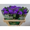 Ageratum Blue Horizon