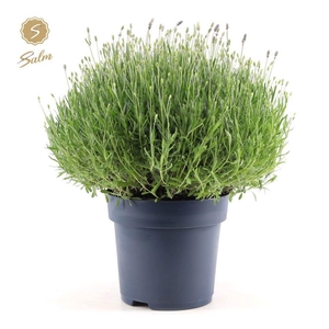 Lavandula ang. 'Felice Premium Provence'® P27