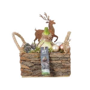 PTACH8271 Arrangement Amaryllis Kerst in hout kist