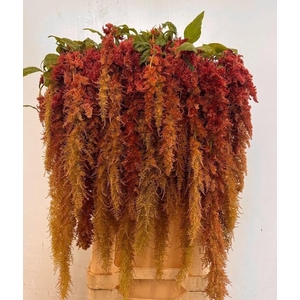 Amaranthus Brown Spider