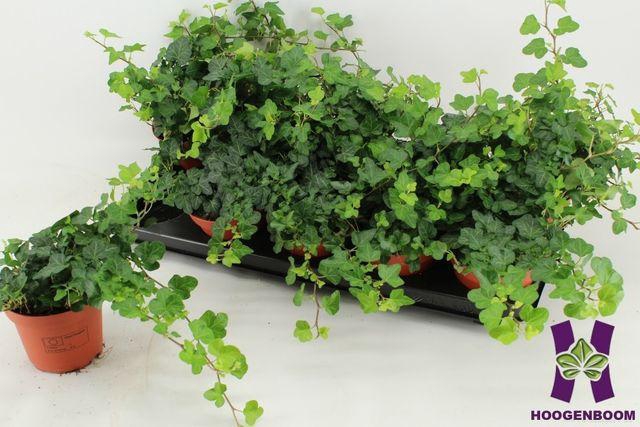 <h4>Hed He Wonder</h4>