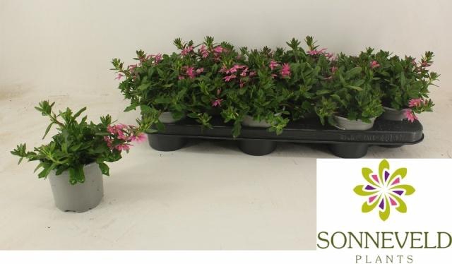 <h4>SCAEV SUR PINK BLUE</h4>