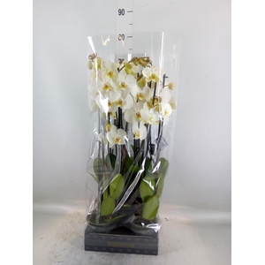 Phalaenopsis   ...white