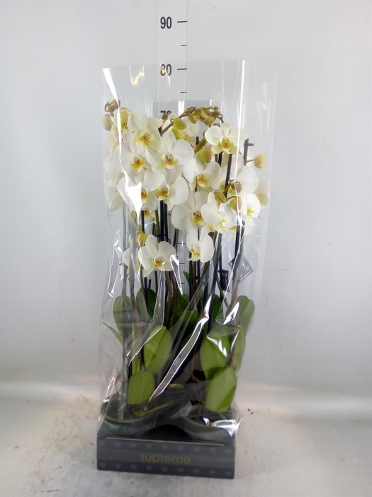 <h4>Phalaenopsis   ...white</h4>