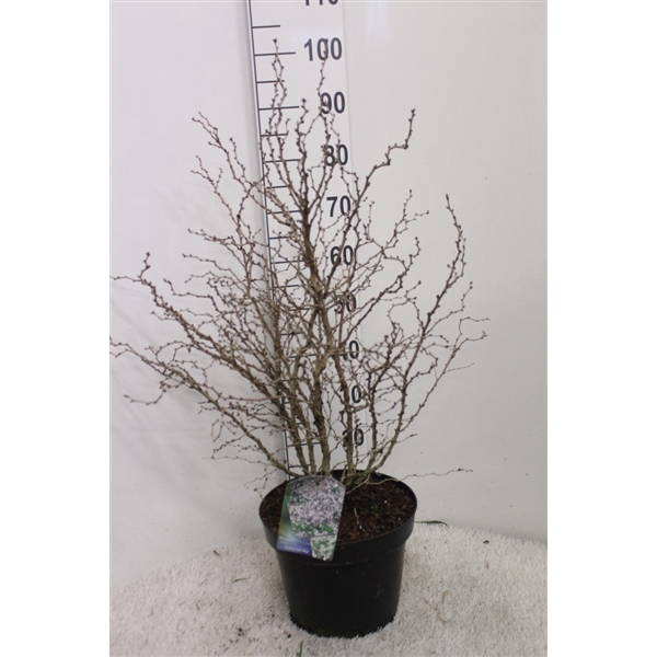 <h4>Prunus incisa 'Kojou-no-mai' H90 P29 potgekweekt</h4>