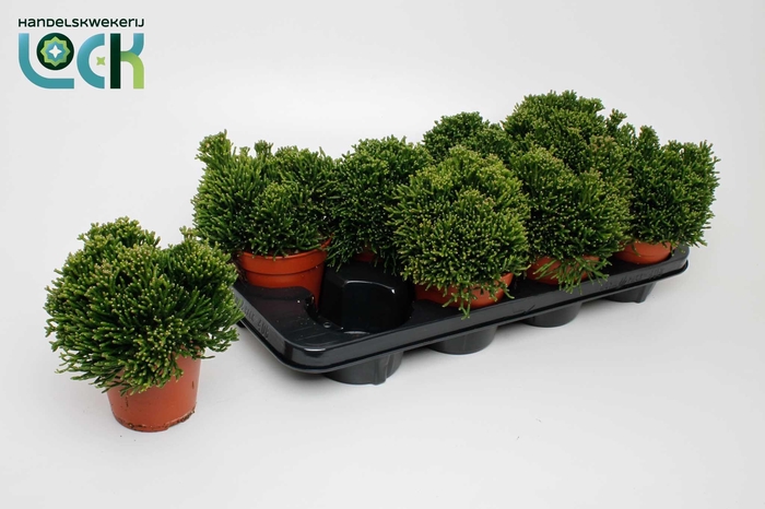 <h4>Hatiora Salicorniodes</h4>