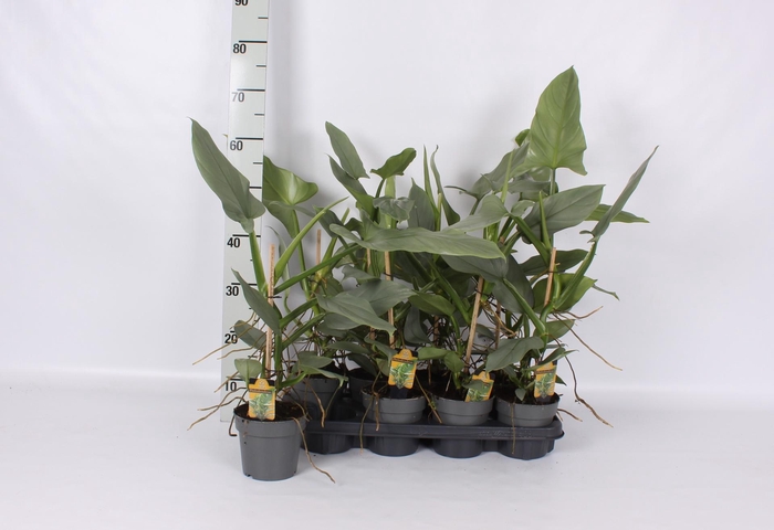 <h4>PHIL SILVER QUEEN</h4>