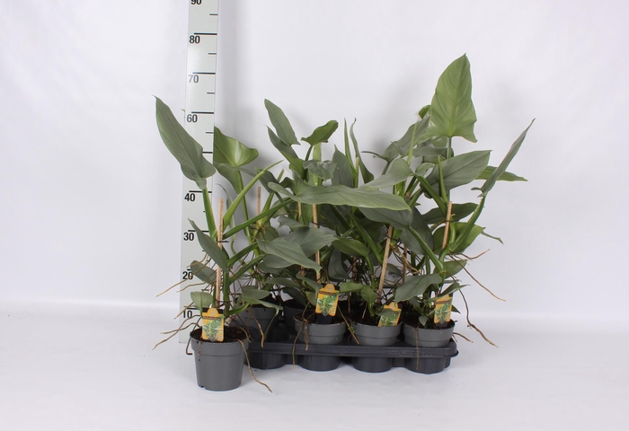 <h4>PHIL SILVER QUEEN</h4>