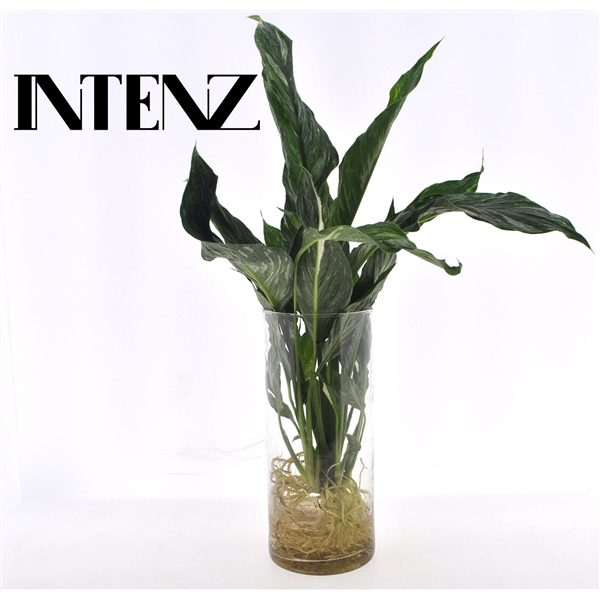 <h4>Spathiphyllum Diamond in Cylinder glas - levertijd: 24 uur</h4>