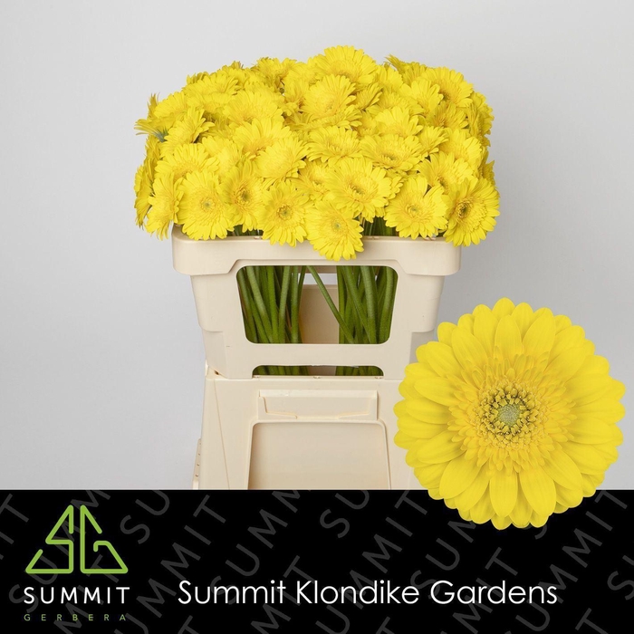 <h4>GERBERA MI 'MORENO'</h4>