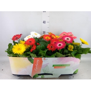 Gerbera  'Open Air'   ...mix