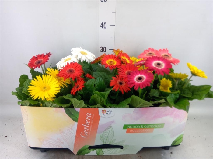 <h4>Gerbera  'Open Air'   ...mix</h4>
