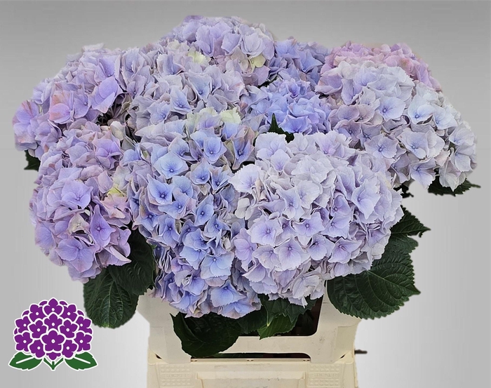 <h4>HYDR M MY MINERVA</h4>