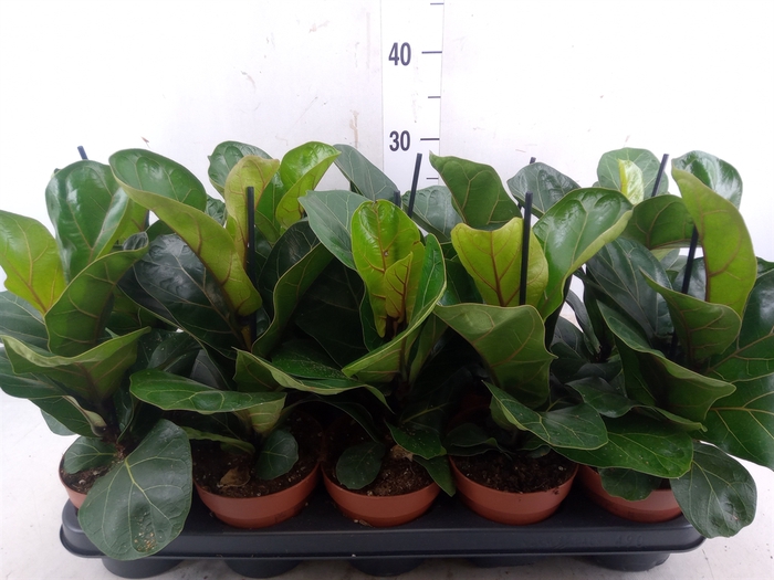<h4>Ficus lyrata 'Bambino'</h4>