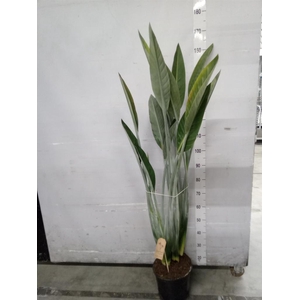 Strelitzia reg.