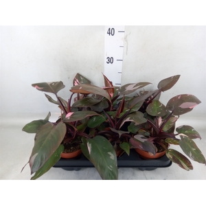Philodendron   ...