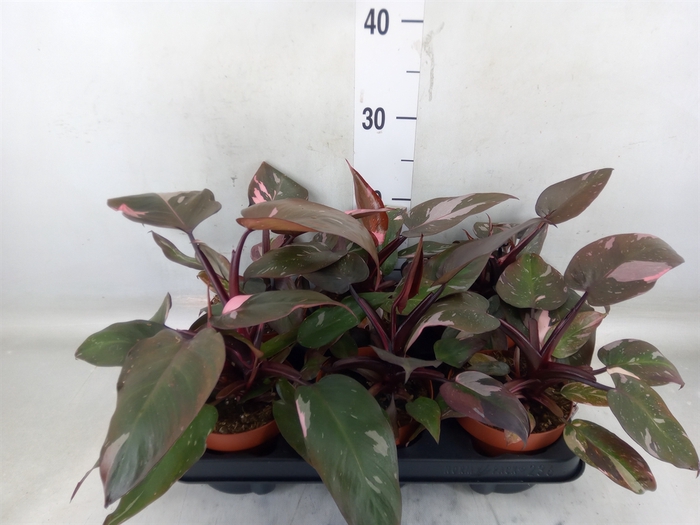 <h4>Philodendron   ...</h4>