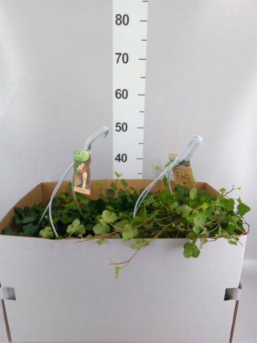 <h4>Hedera helix 'Wonder'</h4>