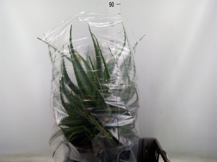 <h4>Aloe arborescens</h4>