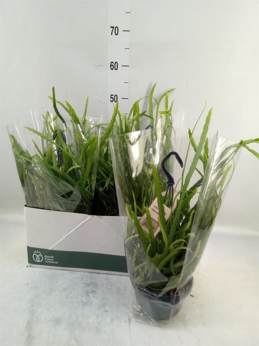 <h4>Rhipsalis   ...</h4>