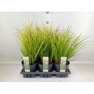 Acorus gramineus 'Ogon'