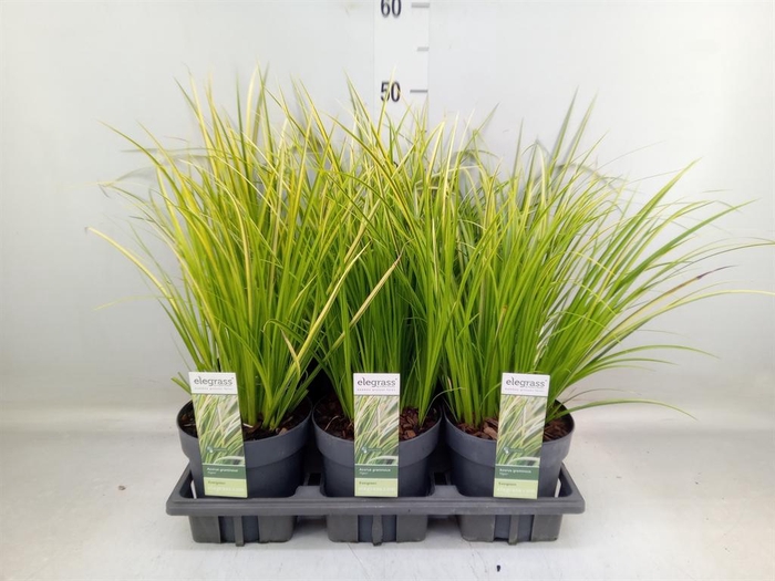 <h4>Acorus gramineus 'Ogon'</h4>