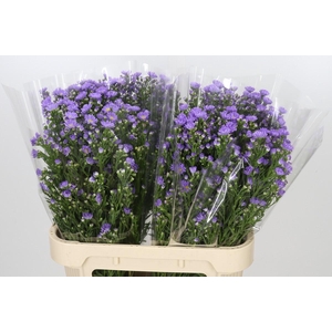 Aster Cassandra