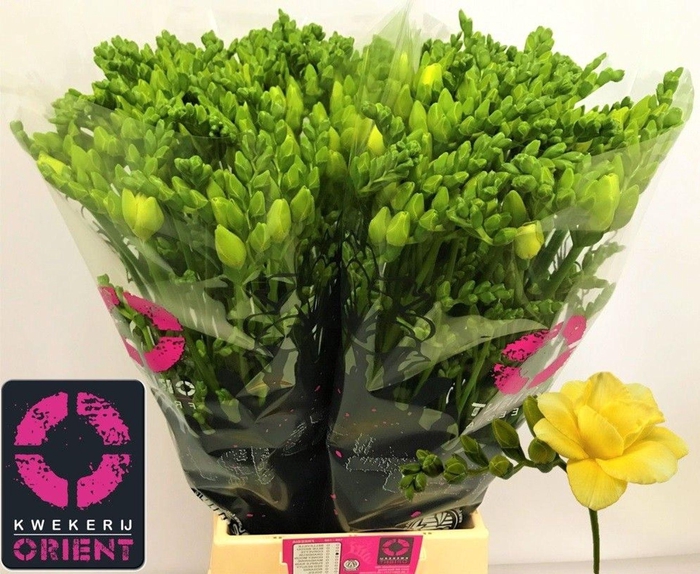 <h4>Freesia du Grandeur</h4>