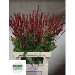 PERSICARIA FIREDANCE