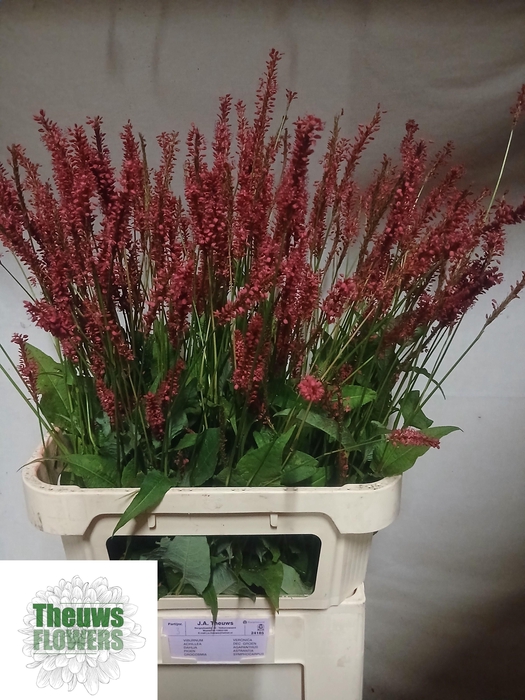 <h4>PERSICARIA FIREDANCE</h4>