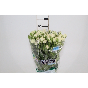 ROSA SPRAY BANDOLEIRO 060 CM CHAMPAGNE/CREME