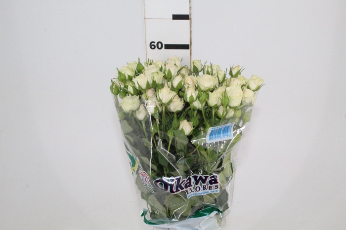 ROSA SPRAY BANDOLEIRO 060 CM CHAMPAGNE/CREME