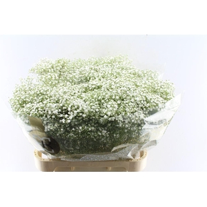 Gyps Pa Zi Discovery