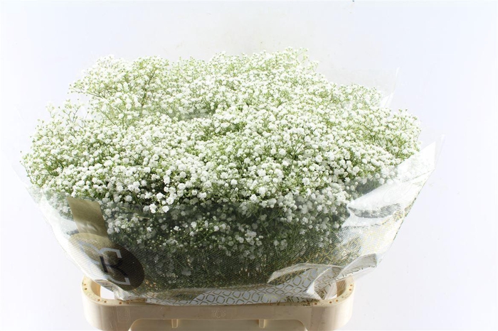 <h4>Gyps Pa Zi Discovery</h4>