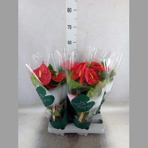 Anthurium andr. 'Nevada'