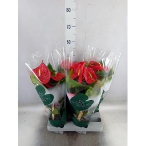 Anthurium andr. 'Nevada'