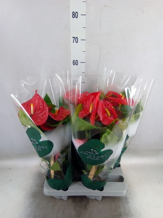 <h4>Anthurium andr. 'Nevada'</h4>