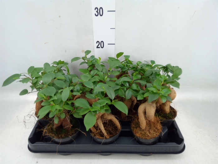 <h4>Ficus microcarpa 'Ginseng'</h4>