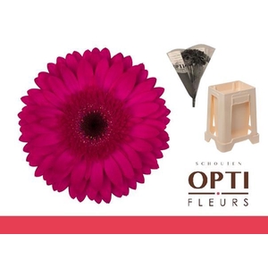 GE GR MARTINI-Water hoes