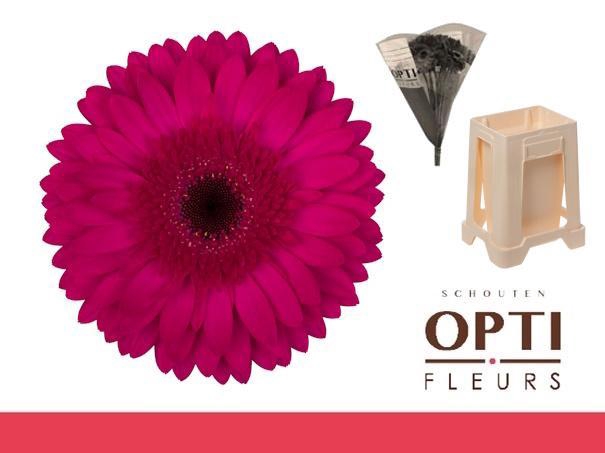 <h4>Gerbera Martini Water / Hoes</h4>