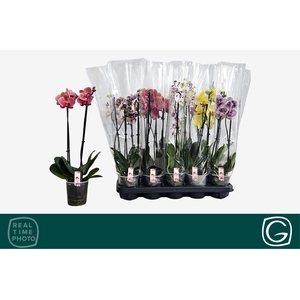 PHAL GEM 4 KL