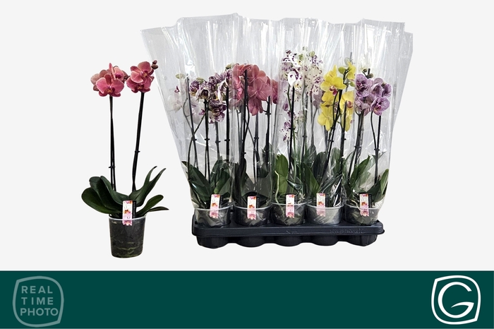 <h4>PHAL GEM 4 KL</h4>